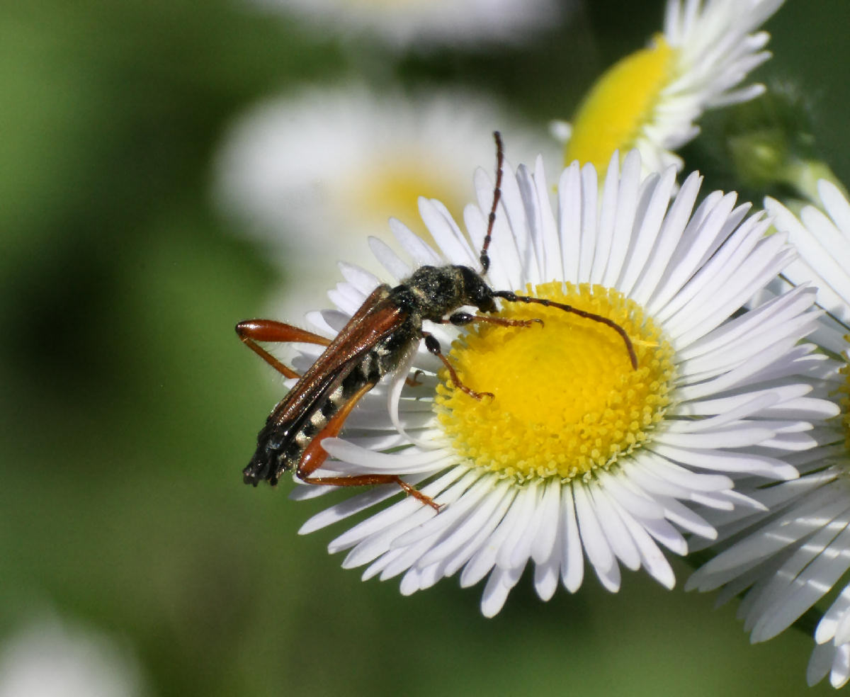 Cerambycidae Stenopterus rufus